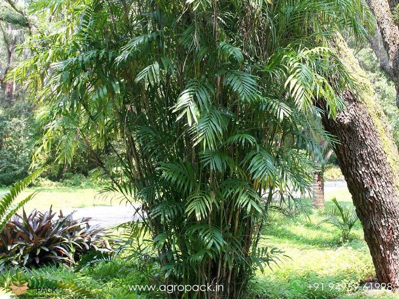 Chamaedorea-seifrizii-Bamboo-Palm2