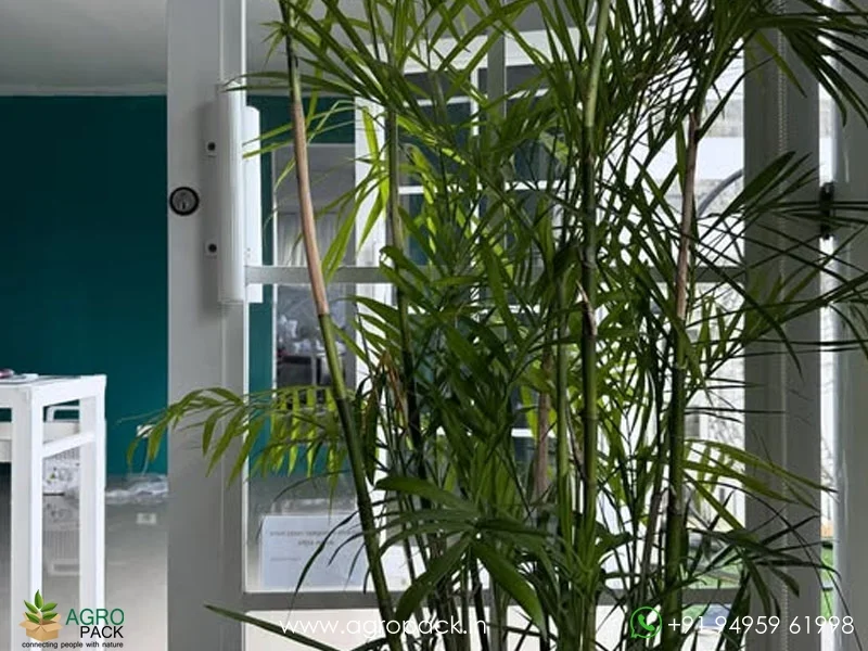 Chamaedorea-seifrizii-Bamboo-Palm5