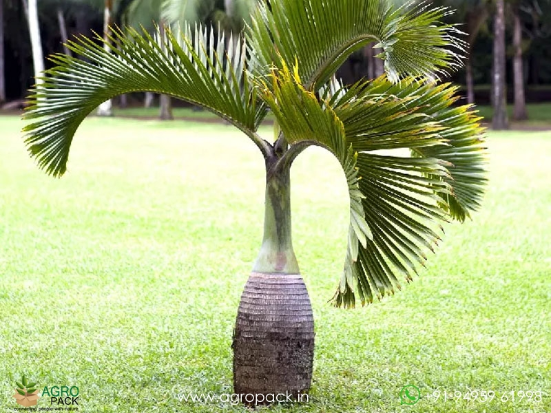 Champagne-palm-Hyophorbe-indica4