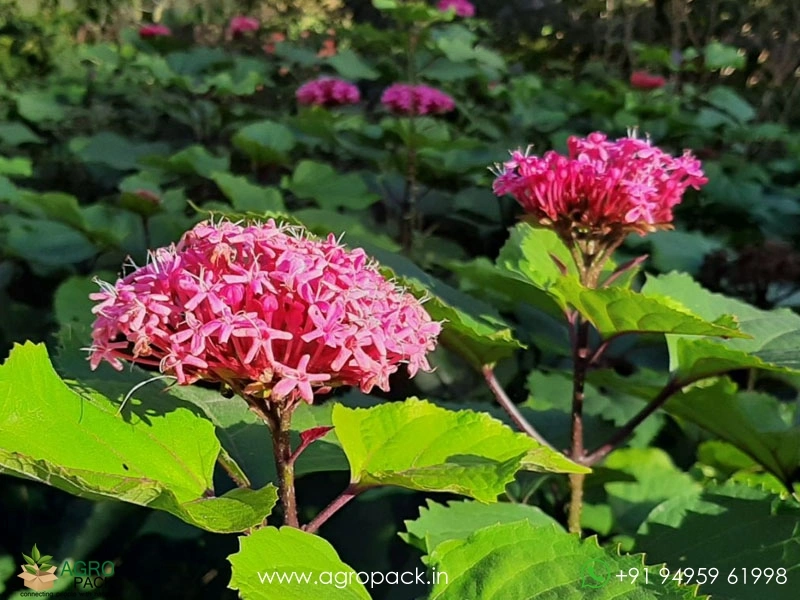 Chendumalli-Pink1