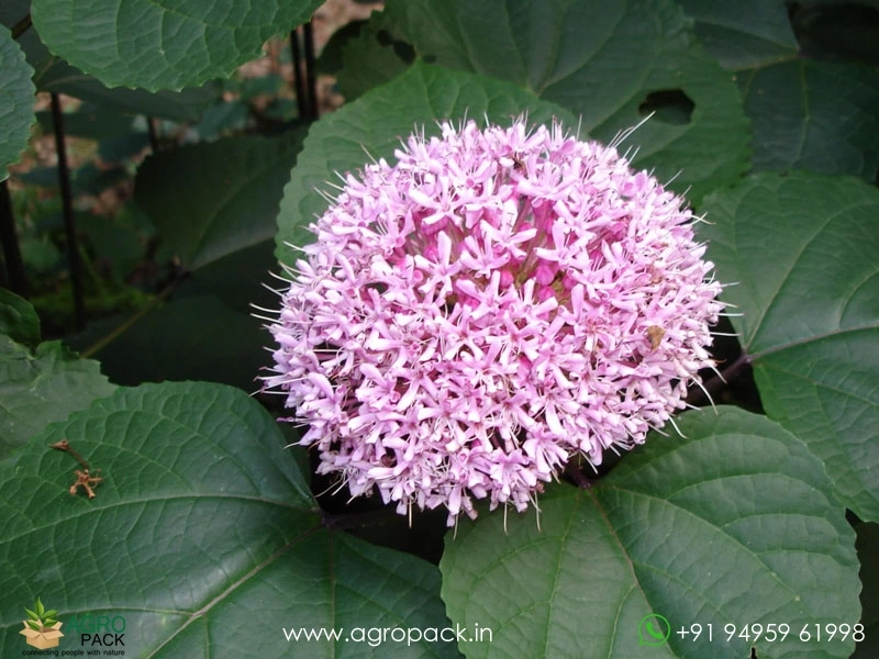 Chendumalli-Pink2