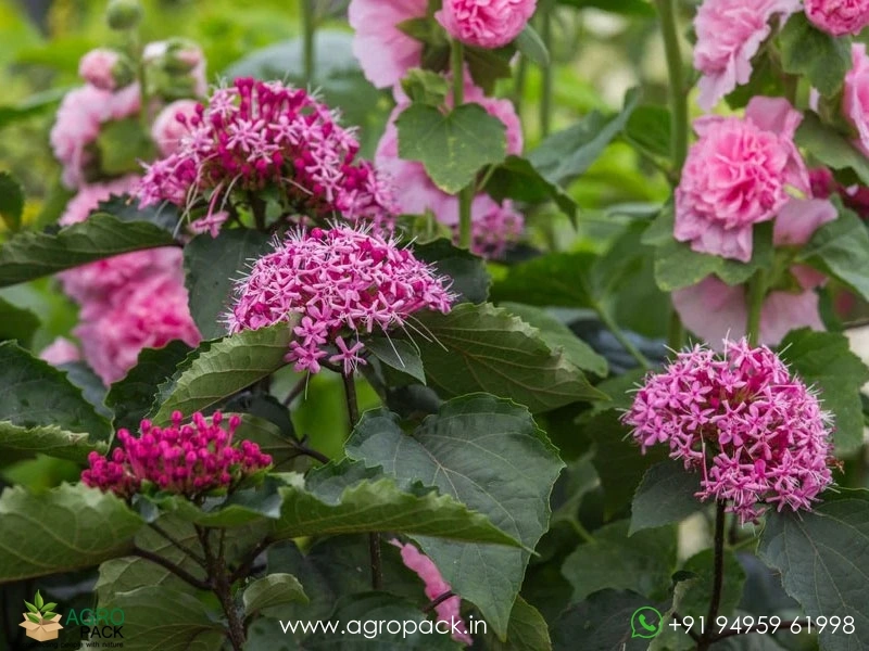 Chendumalli-Pink4