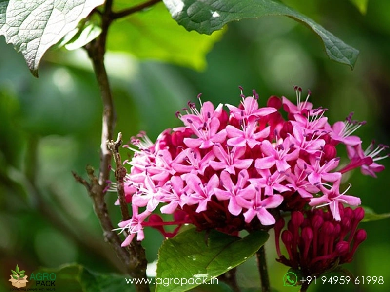 Chendumalli-Pink5