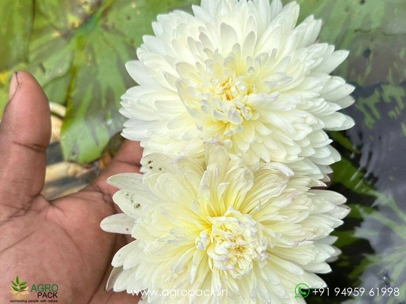 Chiffon-Water-Lily3