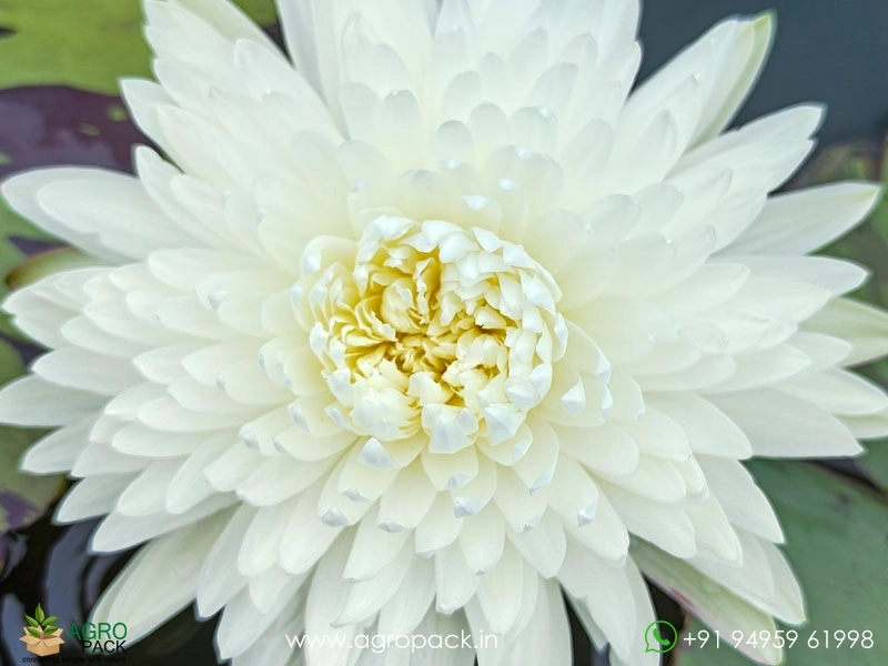 Chiffon-Water-Lily5