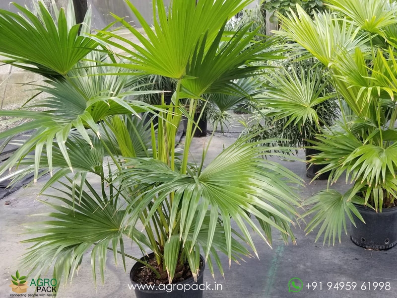 Chinese-Fan-Palm1