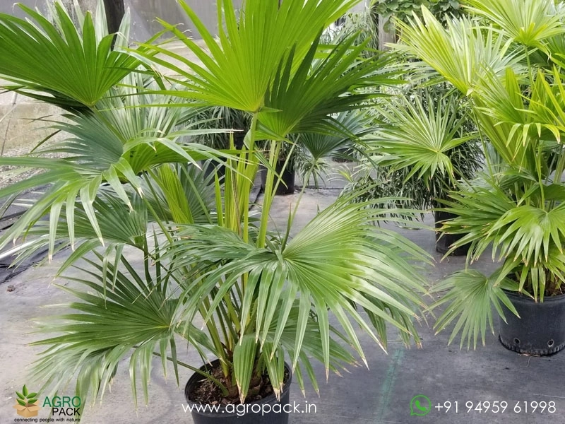 Chinese-Fan-Palm1