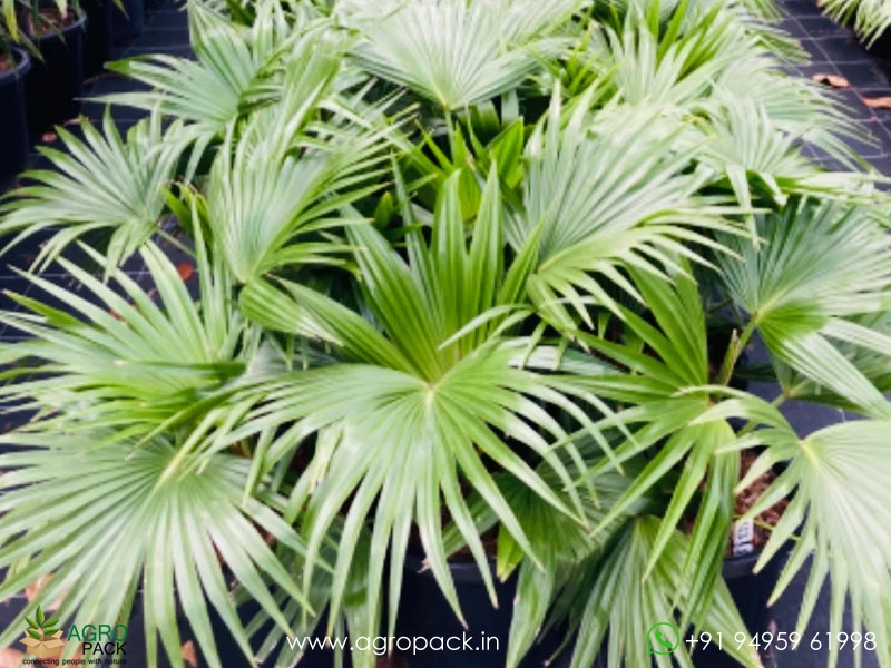 Chinese-Fan-Palm2