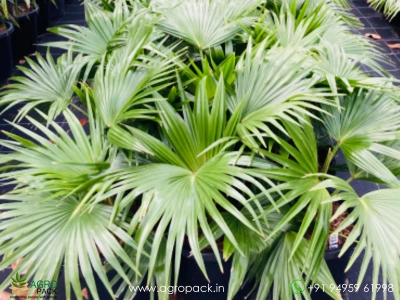 Chinese-Fan-Palm2