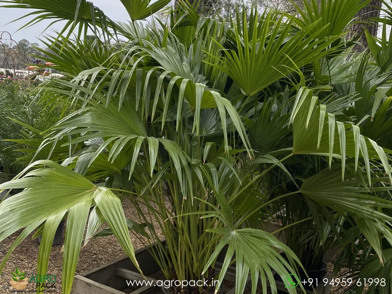 Chinese-Fan-Palm3