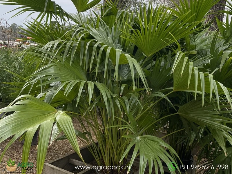 Chinese-Fan-Palm3