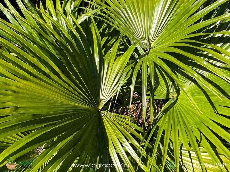Chinese-Fan-Palm4