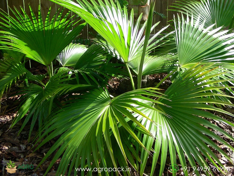 Chinese-Fan-Palm5