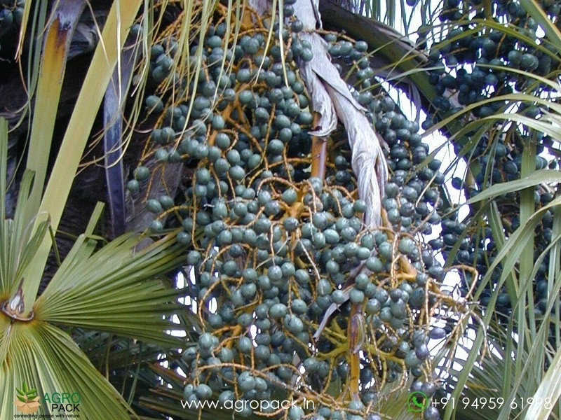 Chinese-Fan-Palm6