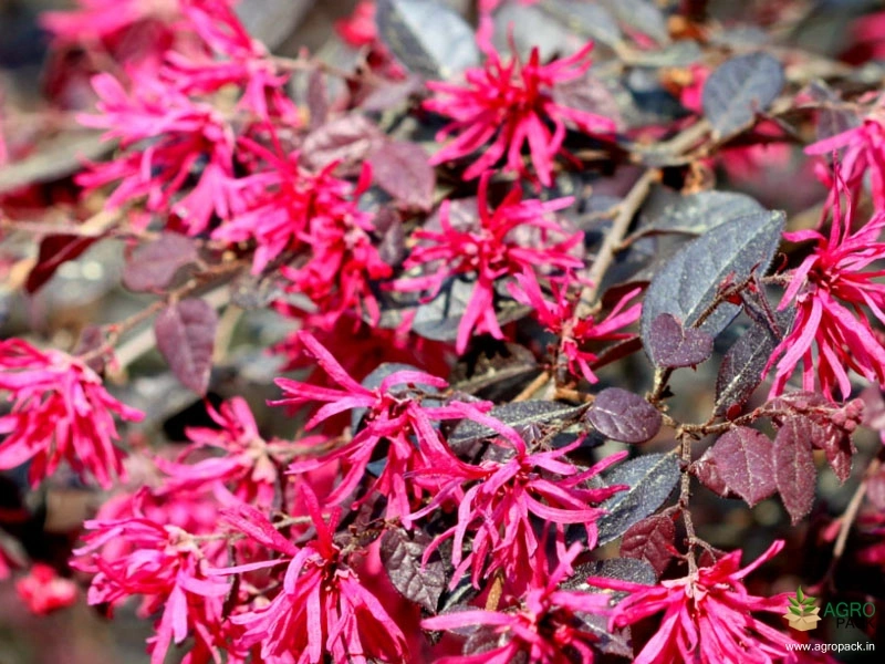Chinese-Fringe-Flower2