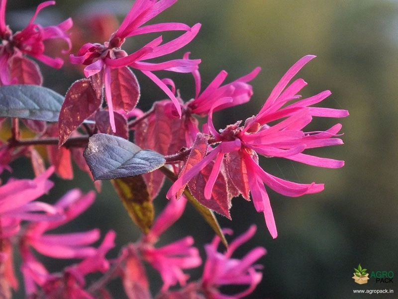 Chinese-Fringe-Flower3