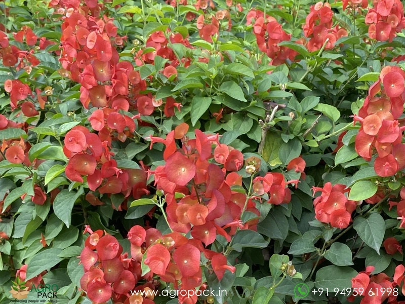 Chinese-Hat6