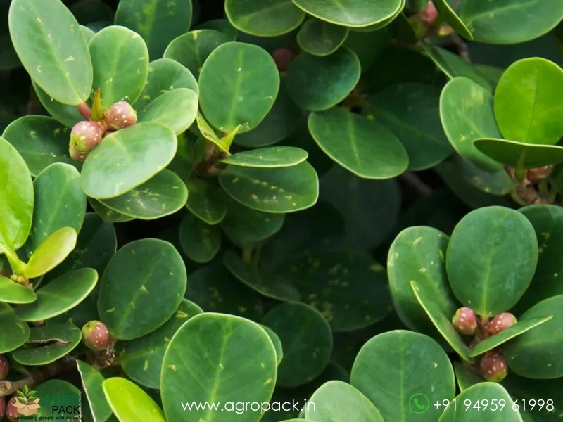Chinese-banyan-Ficus-microcarpa1