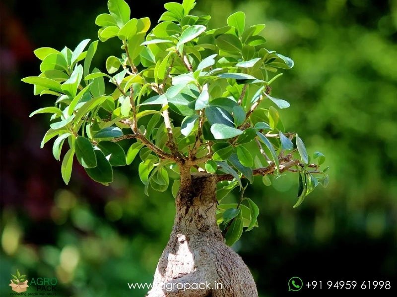 Chinese-banyan-Ficus-microcarpa4