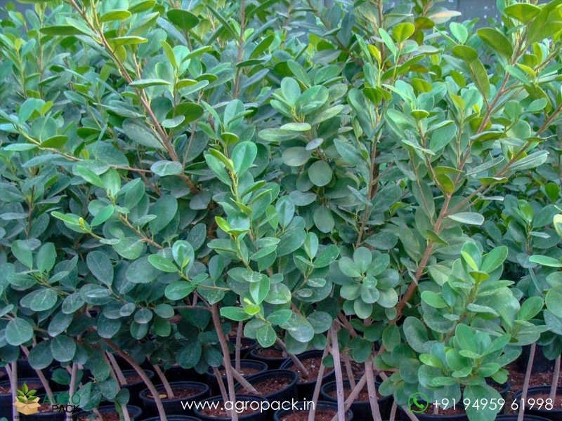 Chinese-banyan-Ficus-microcarpa5