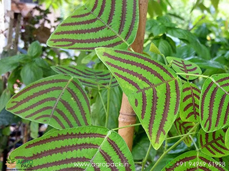 Christia-obcordata1