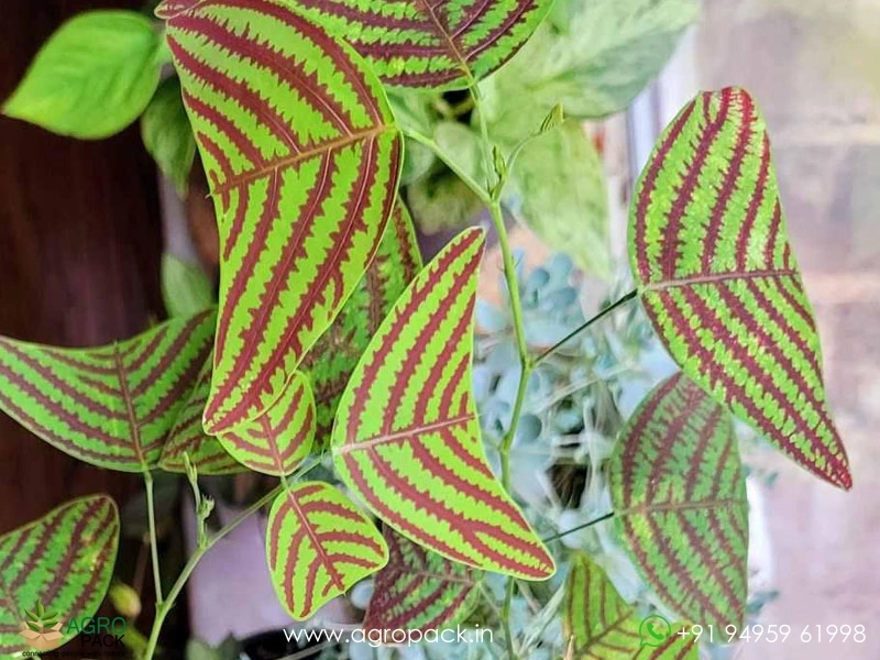 Christia-obcordata3