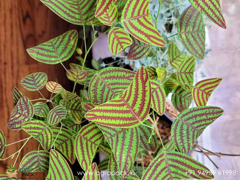 Christia-obcordata4
