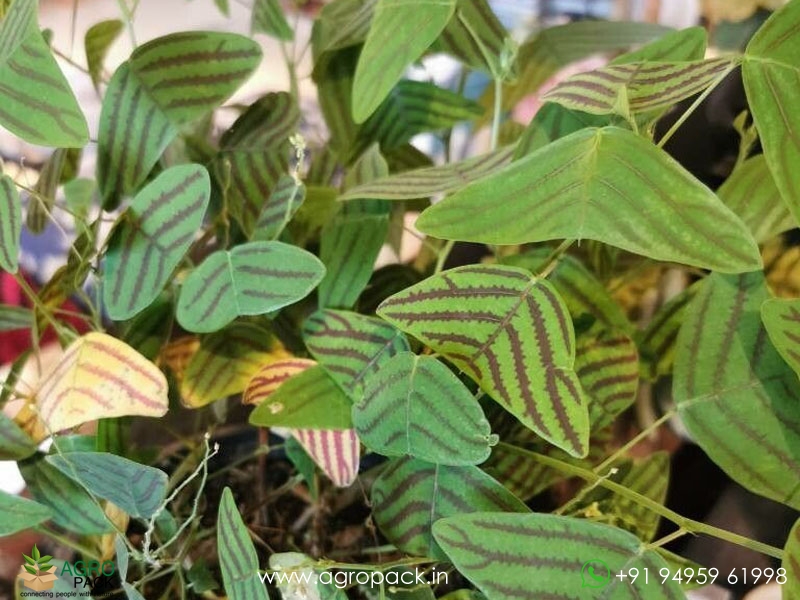 Christia-obcordata5