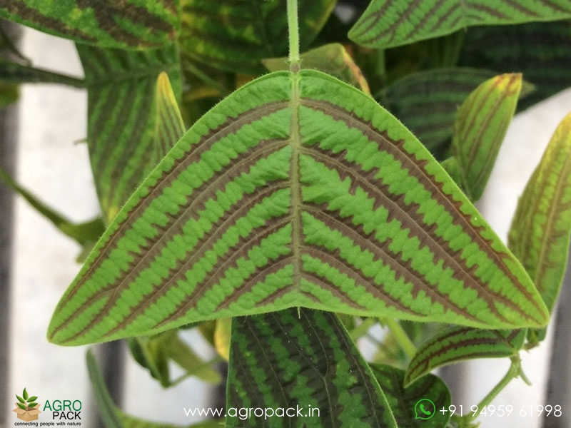 Christia-obcordata6