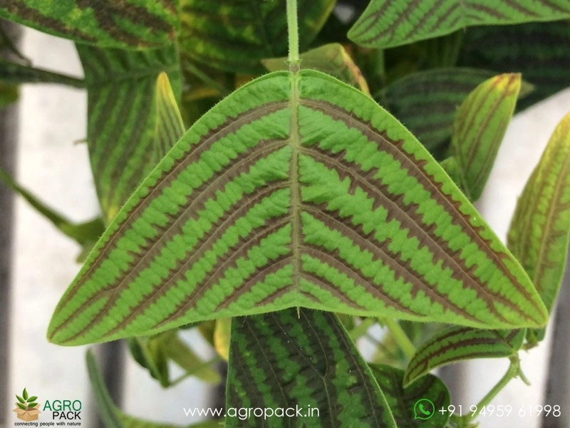 Christia-obcordata6