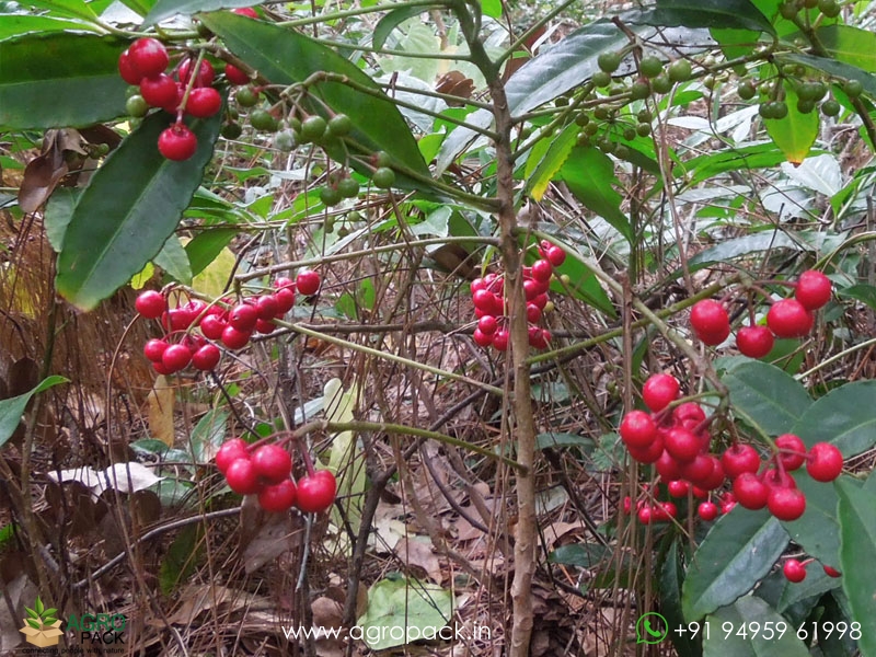 Christmas-Berry1