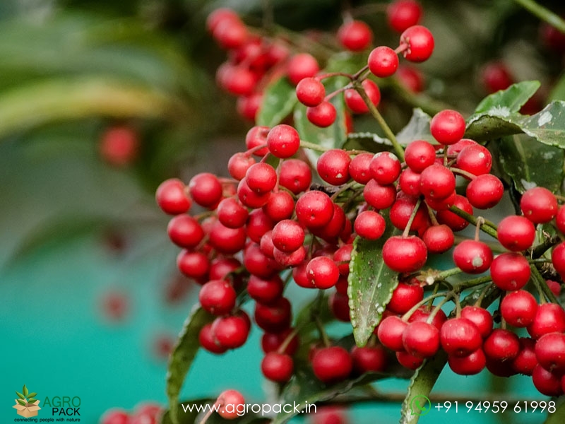 Christmas-Berry2