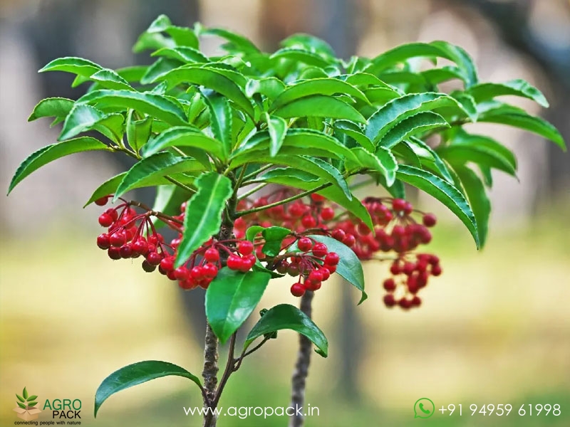 Christmas-Berry3