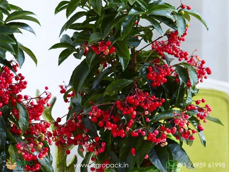 Christmas-Berry5