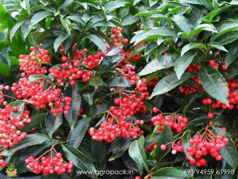 Christmas-Berry6