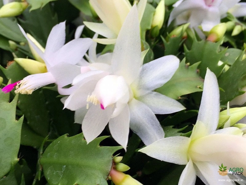 Christmas-Cactus-White2