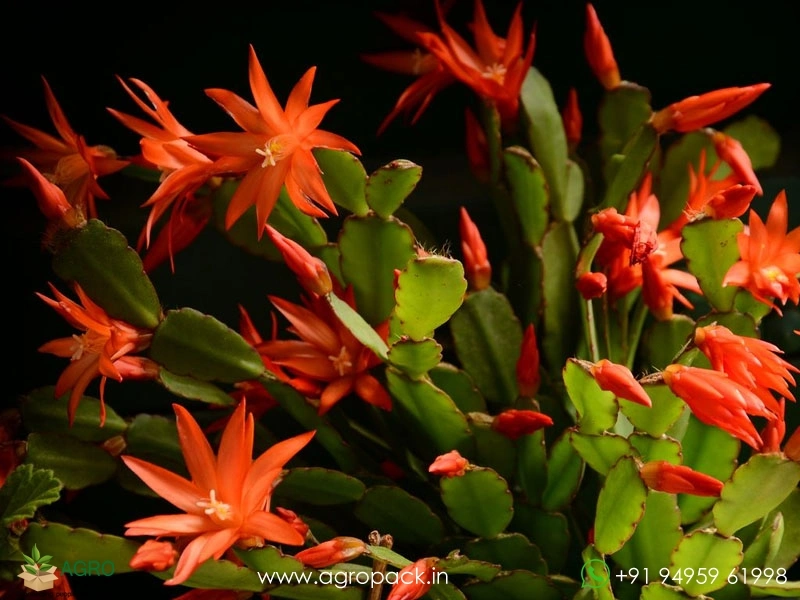 Christmas-cactus5