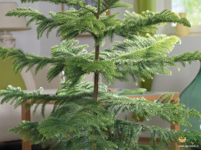 Christmas-tree1