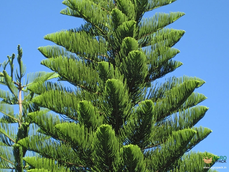 Christmas-tree2
