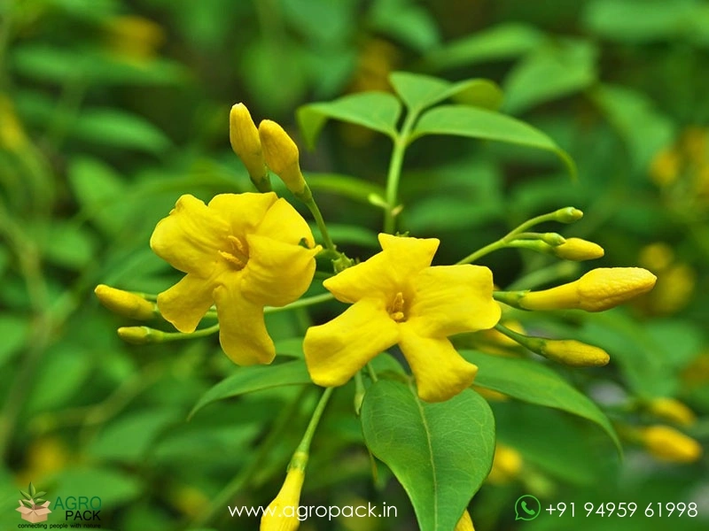 Chrysojasminum-humile-Yellow-Jasmine3