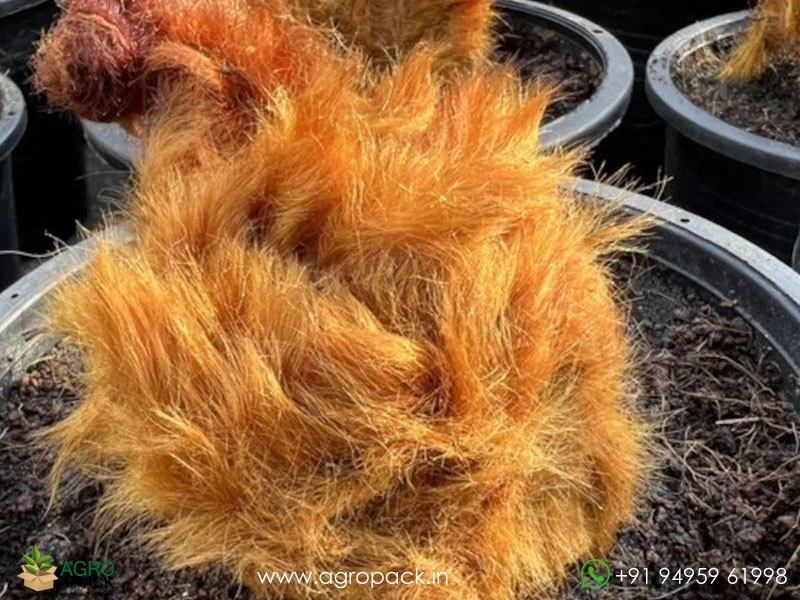 Cibotium-Barometz-Chicken-Fern2