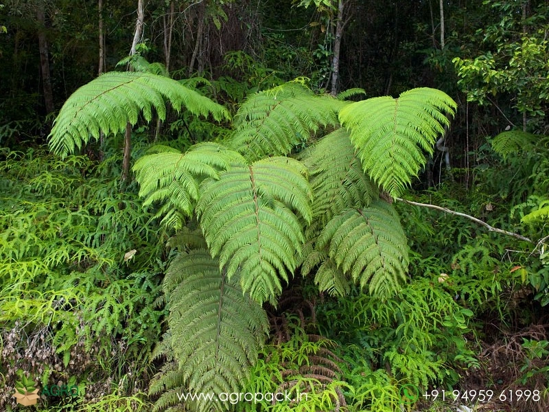 Cibotium-Barometz-Chicken-Fern3