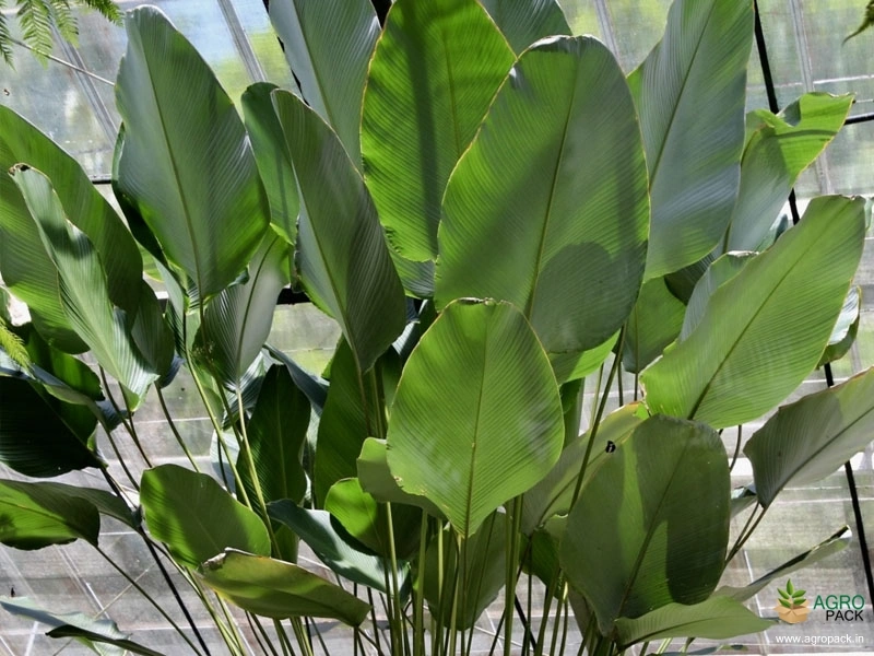 Cigar-Plant1