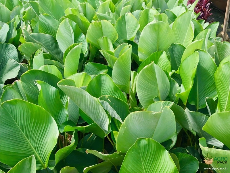 Cigar-Plant3