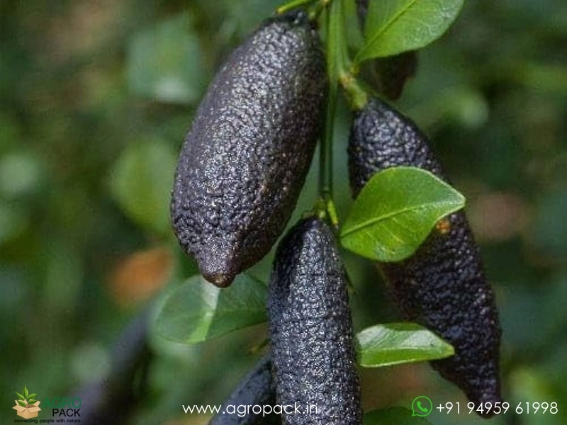Citrus-Australasica-Finger-Lime1
