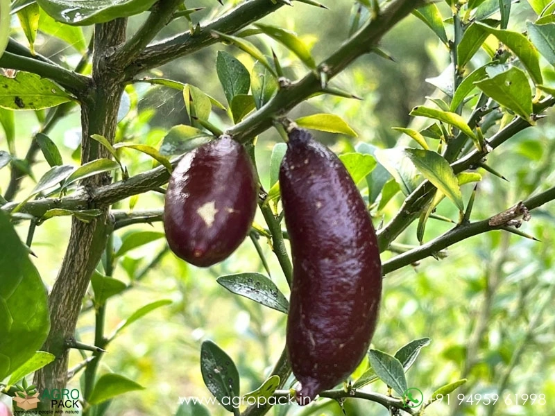 Citrus-Australasica-Finger-Lime2