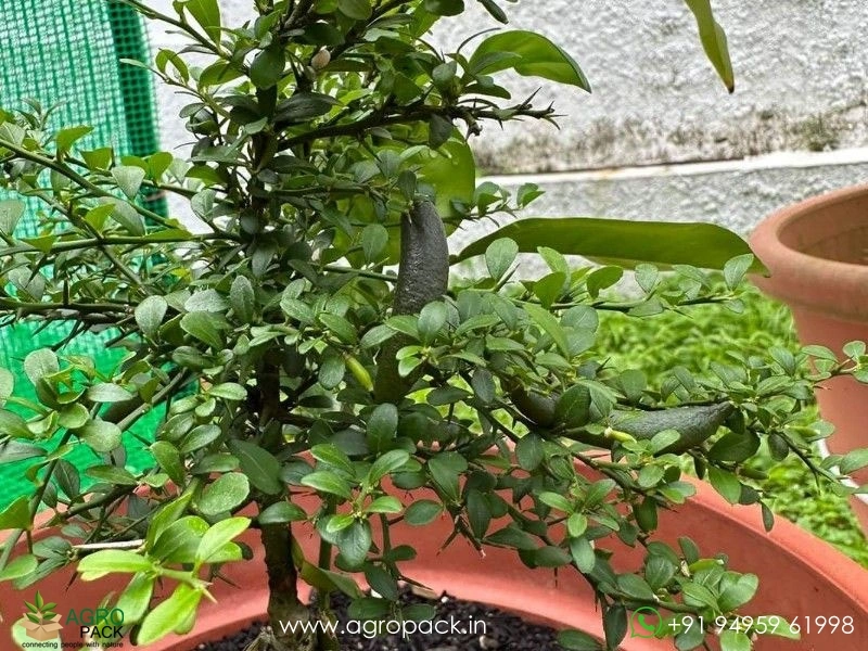 Citrus-Australasica-Finger-Lime3