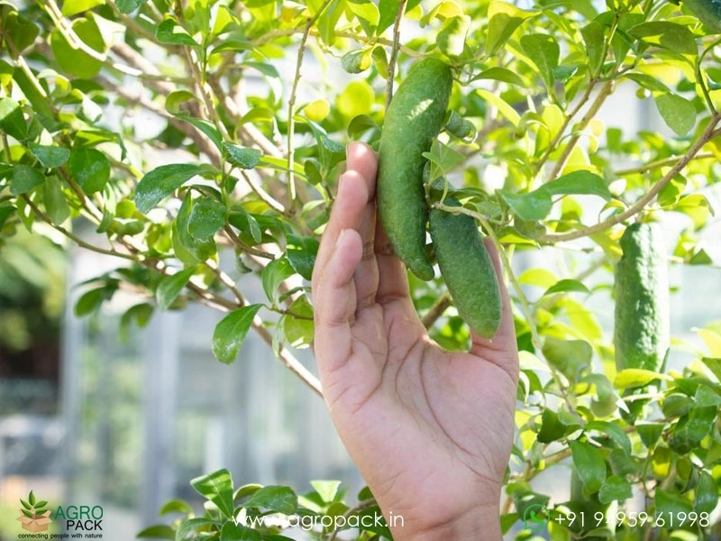 Citrus-Australasica-Finger-Lime4