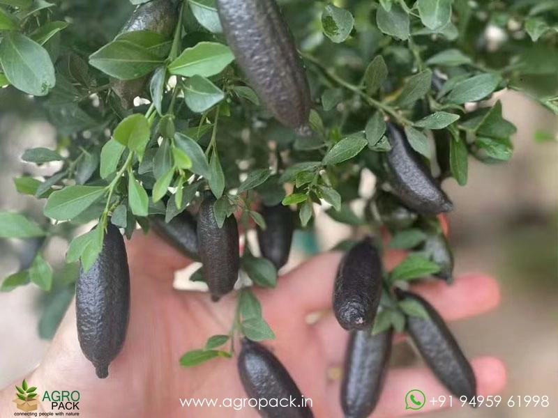 Citrus-Australasica-Finger-Lime5