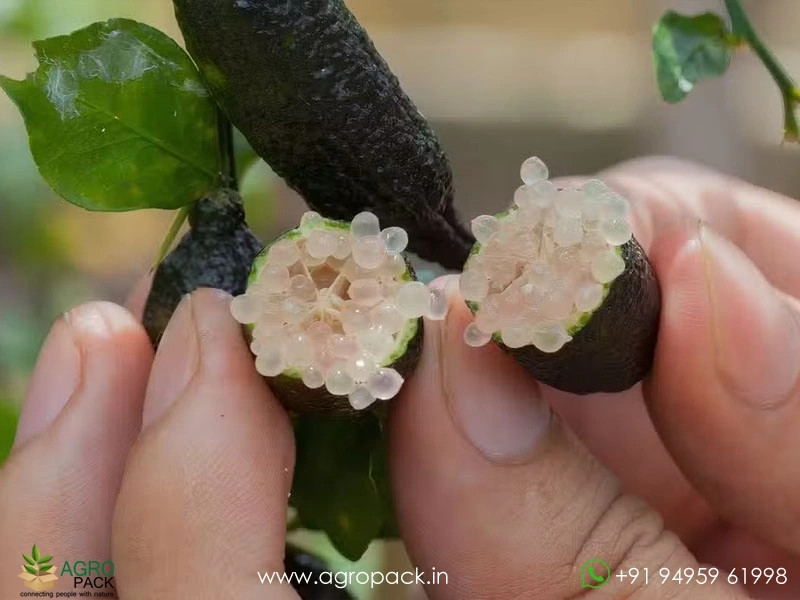 Citrus-Australasica-Finger-Lime6